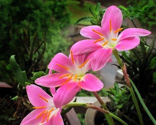 菜莲开花少怎么办？如何正确养护以促进开花？