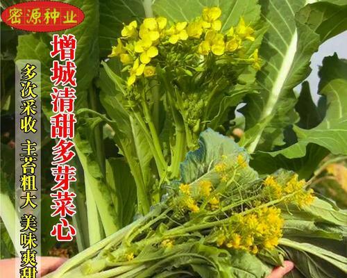 菜心还有哪些别名？常见别名背后的故事是什么？