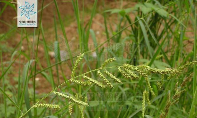 蚕豆属于单子叶植物吗？它的分类特征是什么？