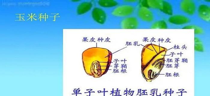 蚕豆属于双子叶植物吗？它的分类特点是什么？