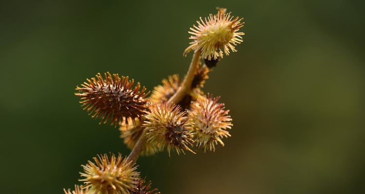 苍耳是什么植物？它的用途和特性有哪些？