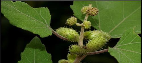 苍耳子是什么植物属于什么科植物？如何识别和应用苍耳子？