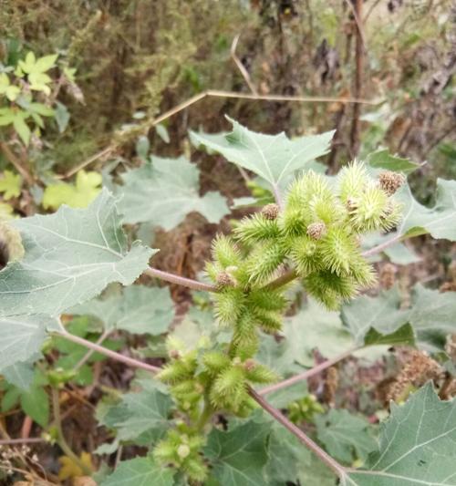 苍耳子是什么植物属于什么科植物？如何识别和应用苍耳子？