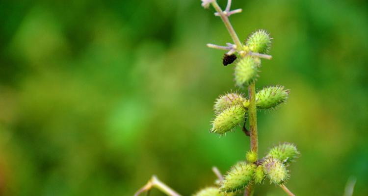 沧耳属于什么植物类别？沧耳的分类特点有哪些？