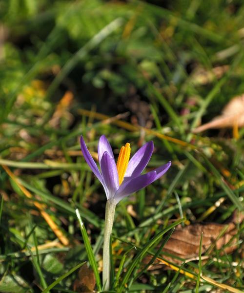 藏红花的花期是什么时候？几月份开花？