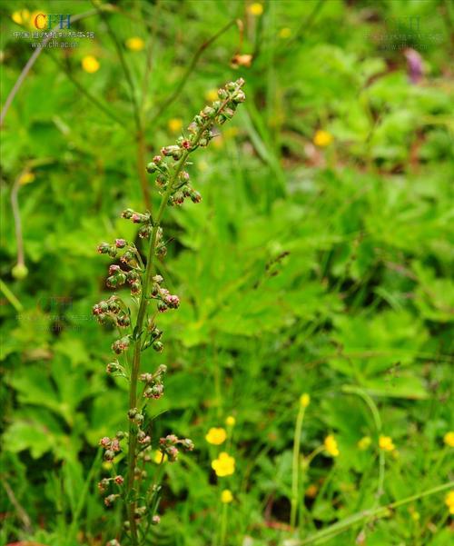 草本植物有哪些？它们的分类和特点是什么？