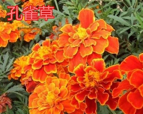 草花留种技巧是什么？如何正确收集草花种子？