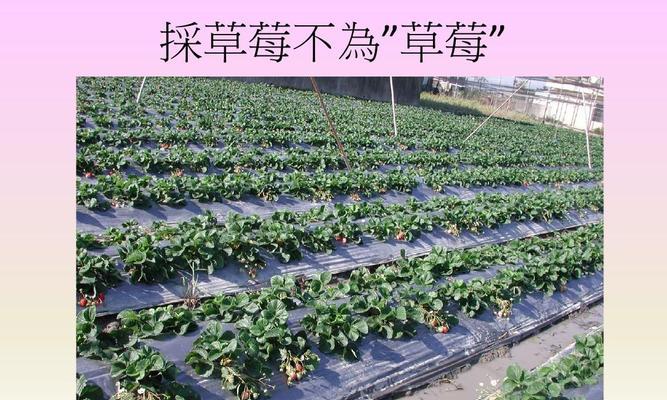 草莓什么时候采摘最好？收获季节有哪些注意事项？