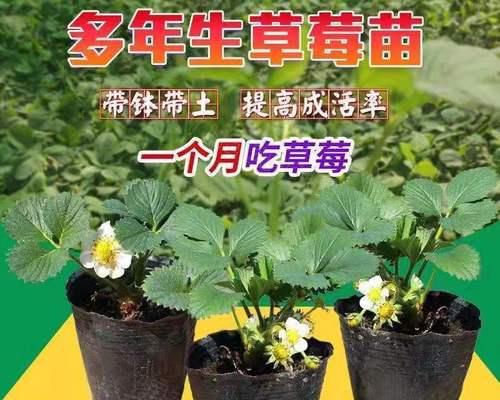 草莓盆栽几月份种植最合适？如何确保高成活率？