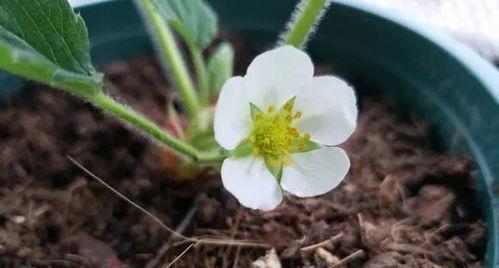 草莓是雌雄同株植物吗？这是真的吗？