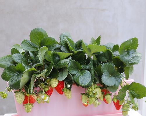 草莓是多年生植物吗？种植草莓需要注意什么？