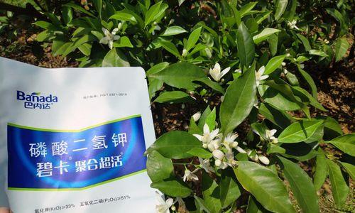 草莓种植忌氯吗？如何正确施肥避免氯害？