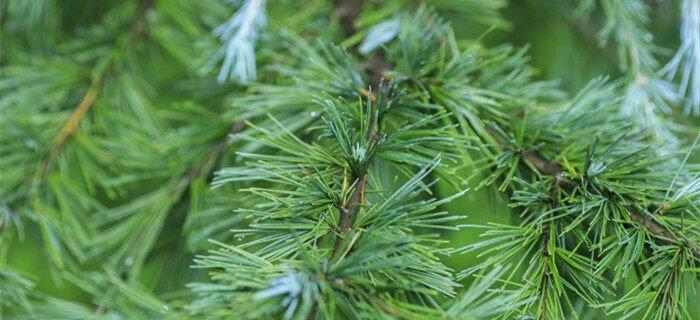 草莓属于被子植物还是裸子植物？常见分类误区解析