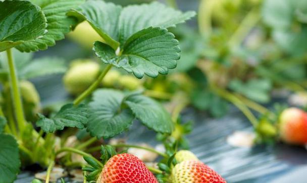 夏天种植草莓的正确方法和常见问题解答？