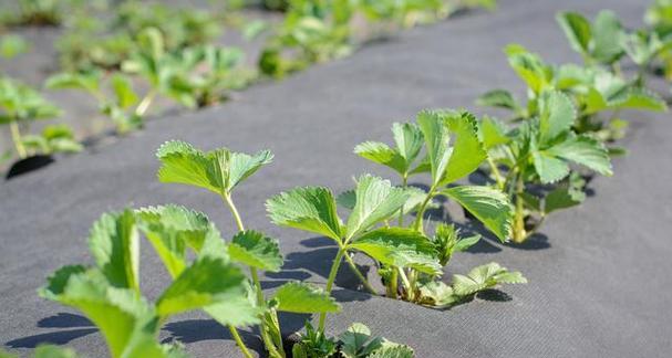 草莓秧几月份种植最合适？如何确保高产？