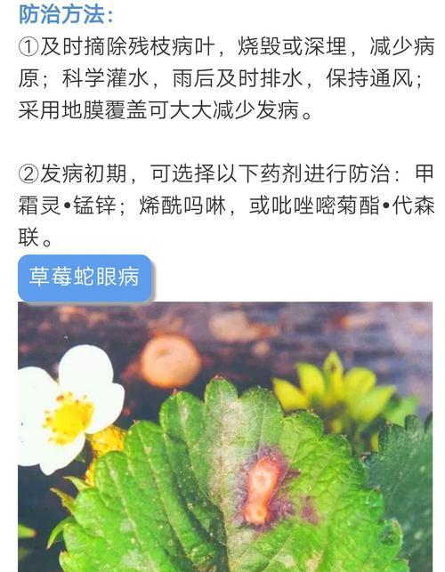 草莓叶子蔫了怎么办？打蔫原因及补救方法是什么？