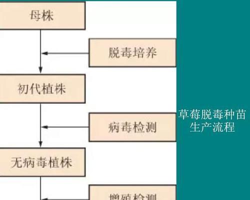 草莓缓苗需要多久？缓苗期间的最佳方法是什么？