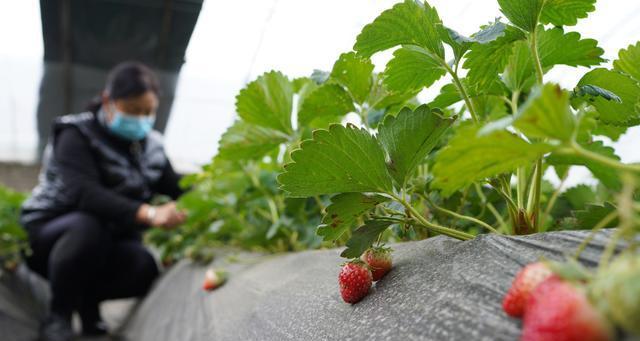 草莓修剪枝叶的正确方法是什么？步骤有哪些？