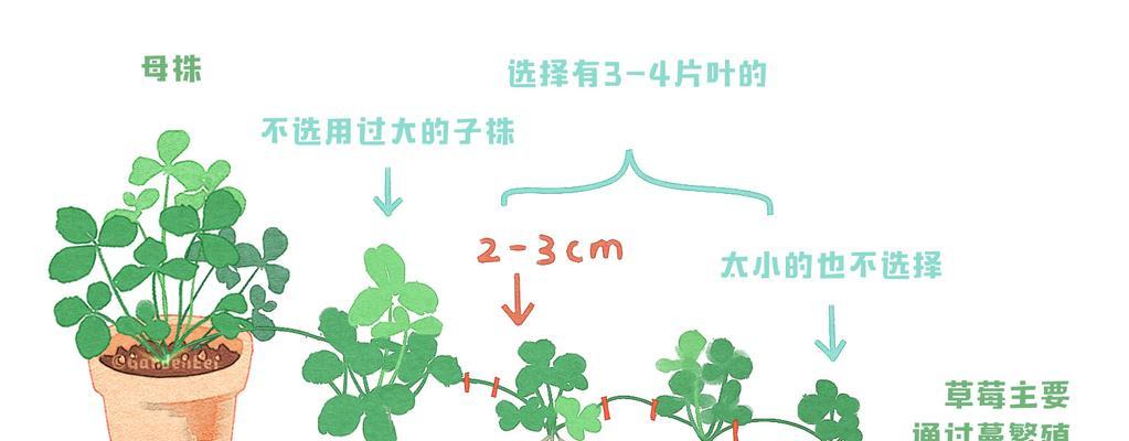 草莓修剪枝叶的正确方法是什么？步骤有哪些？