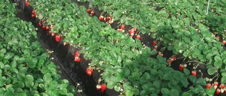 草莓种植的最佳时间和步骤是什么？常见问题有哪些？