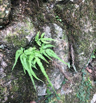 草是蕨类植物吗？如何区分草本植物和蕨类植物？