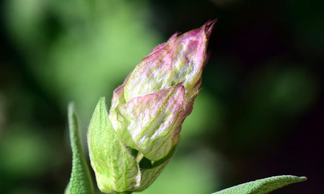 草芽属于什么植物类别？有哪些特征和用途？