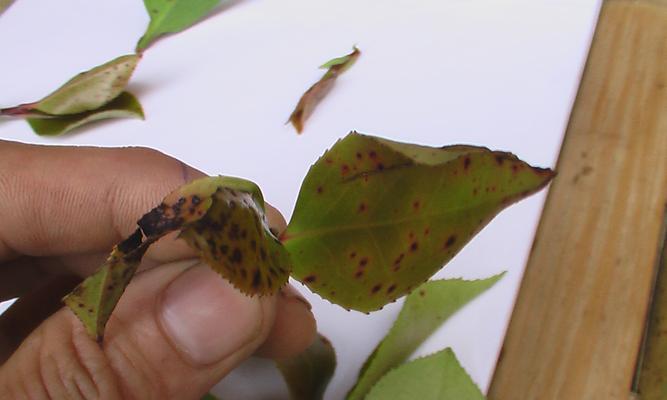 茶花病虫害如何防治？掌握有效技术与方法？