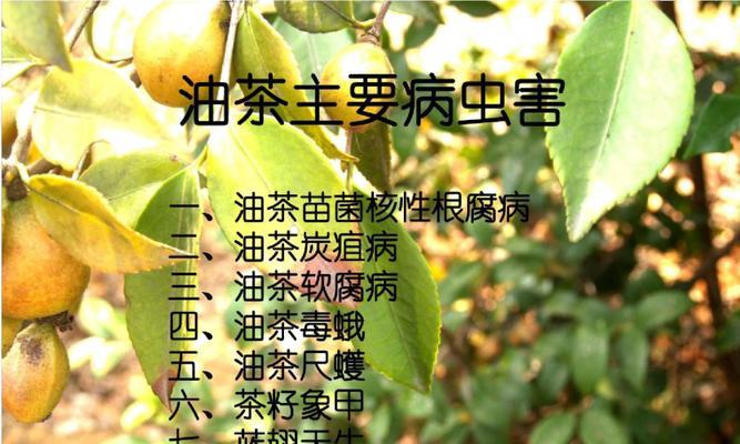 茶花病虫害如何防治？掌握有效技术与方法？