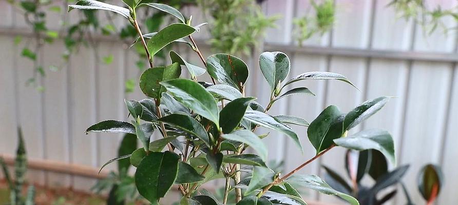 茶花不开花怎么办？如何促进茶花开花？