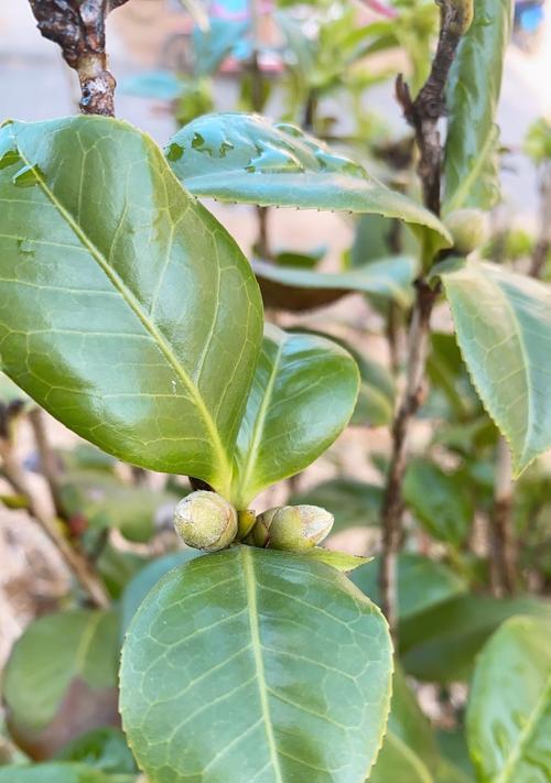 茶花花骨朵是什么样子？如何辨别成熟茶花花骨朵？