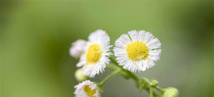 白色小雏菊的花语代表什么含义？