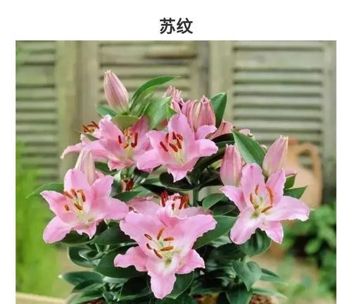 百合花有哪些特点？它的象征意义是什么？