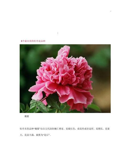 牡丹吊兰一年开几次花？花期月份与时间是什么时候？