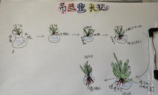 牡丹吊兰什么时候摘心打顶效果最好？具体操作步骤是什么？