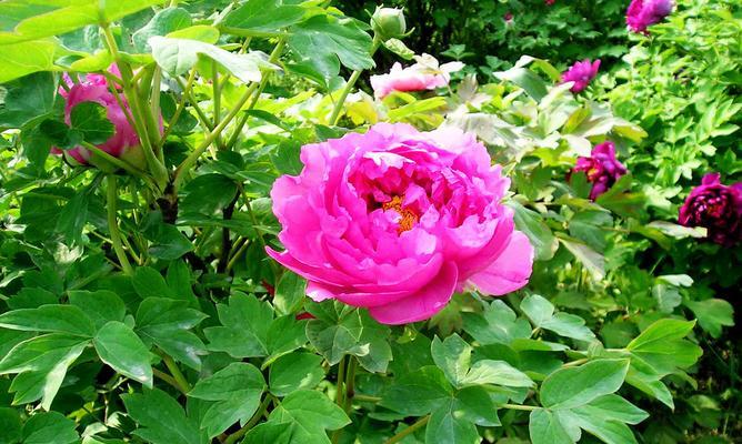 牡丹海棠一年开花几次？花期持续多久？