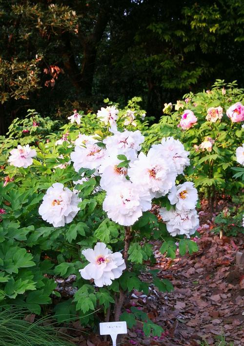 牡丹花春天种植的正确方法是什么？