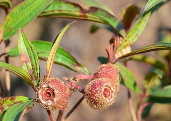 牡丹花果实的用途是什么？如何利用牡丹果实？