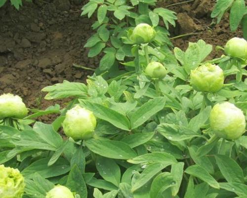 牡丹花最佳种植时间是什么时候？种植后如何照料？