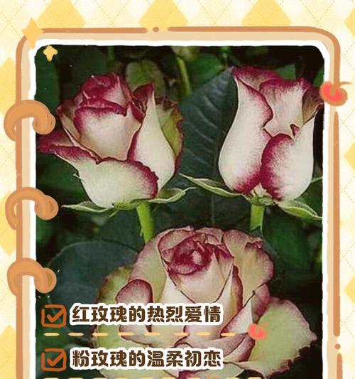 两支红玫瑰花的花语是什么？有何特别含义？