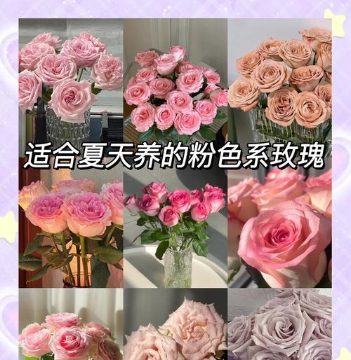 20朵粉玫瑰花的英文含义是什么？