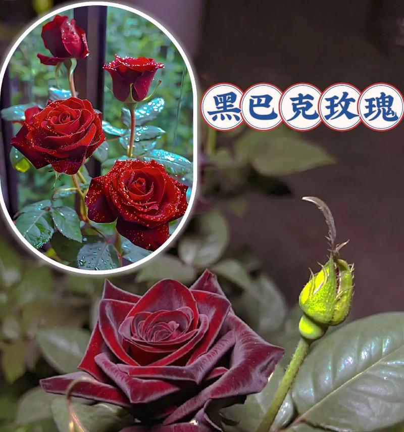 599朵玫瑰花的含义是什么？