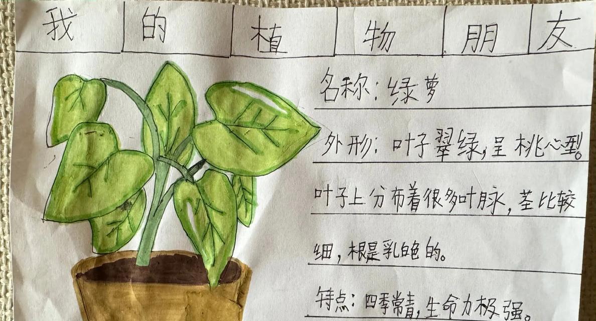 三年级学生如何用20字介绍菊花？