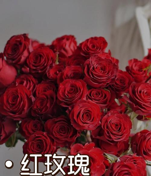 情人节红白玫瑰花代表什么？图片展示的花语含义是什么？