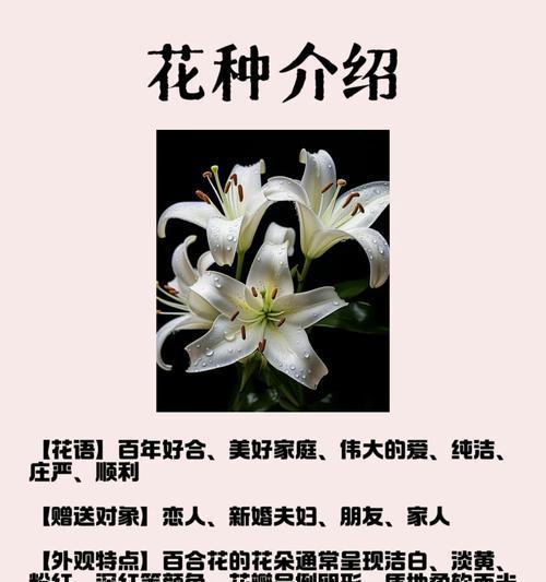 百合和玫瑰的花语分别是什么？它们的寓意有何不同？