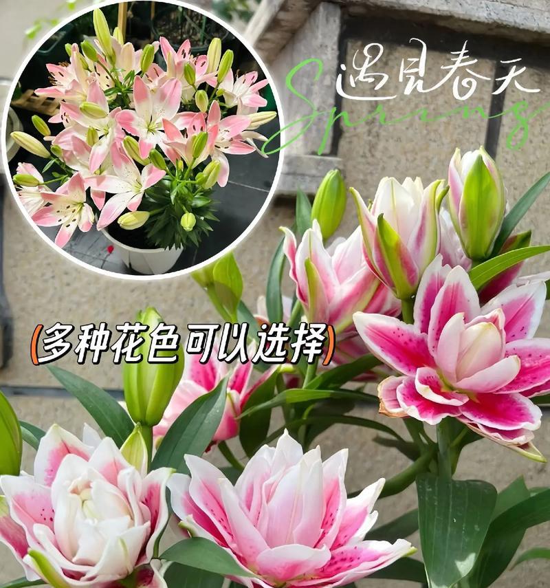 百合和玫瑰的花语分别是什么？它们的寓意有何不同？