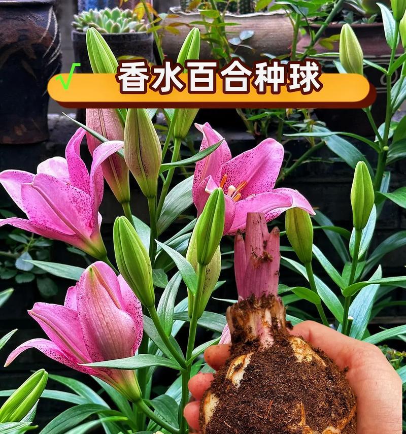 十朵玫瑰加上4朵百合代表什么？它们的花语有何深意？