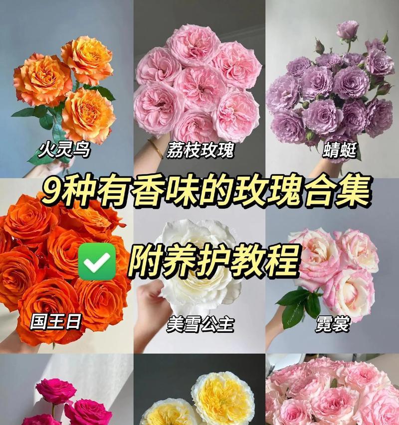 生日送玫瑰给老婆有什么讲究？如何选择合适的玫瑰数量？