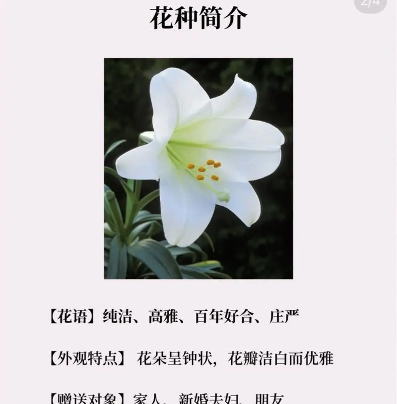 21朵玫瑰和11朵百合的含义是什么？图片中如何展示？