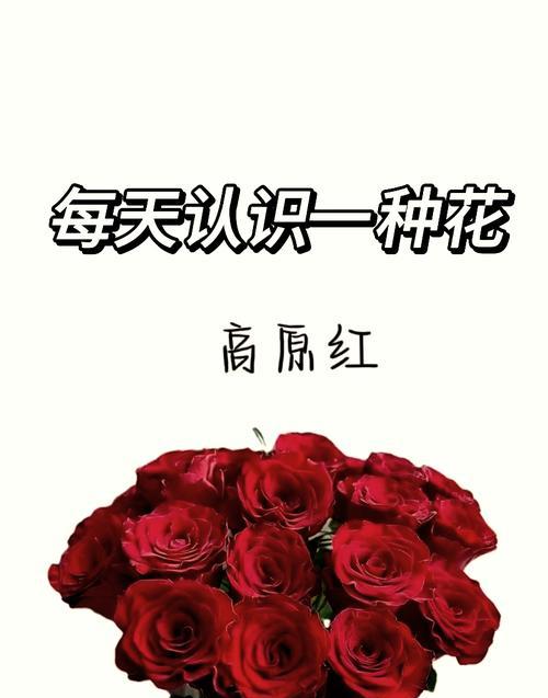 两支红玫瑰花有何含义？图片能展示什么情感？