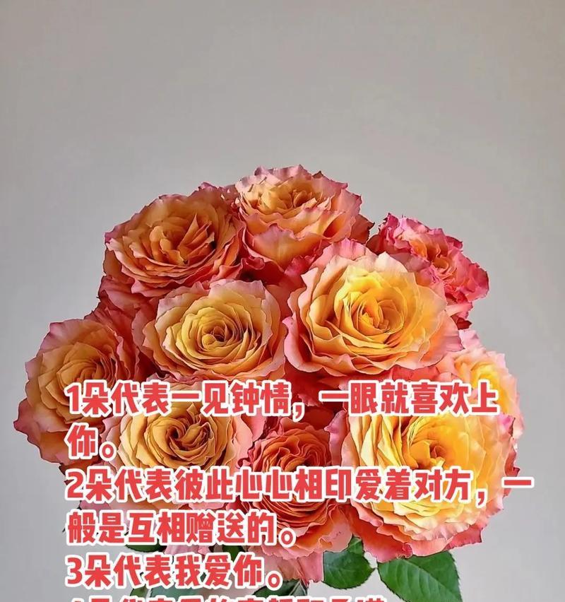 1560朵玫瑰花的寓意是什么？花语中包含了哪些信息？